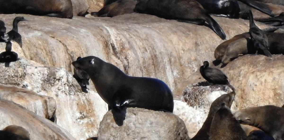 ハナグロウ - ML632910571