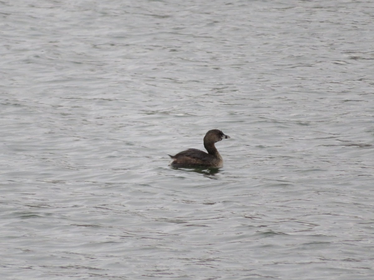 Pied-billed Grebe - ML632910613