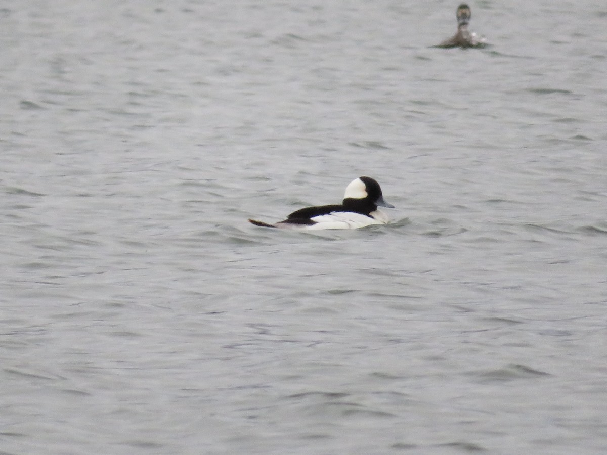 Bufflehead - ML632910660