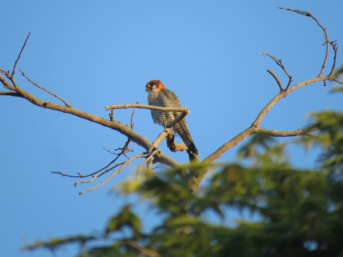 Red-necked Falcon - ML632910666