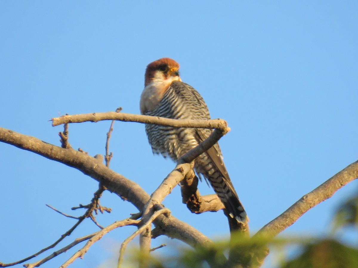 Red-necked Falcon - ML632910667