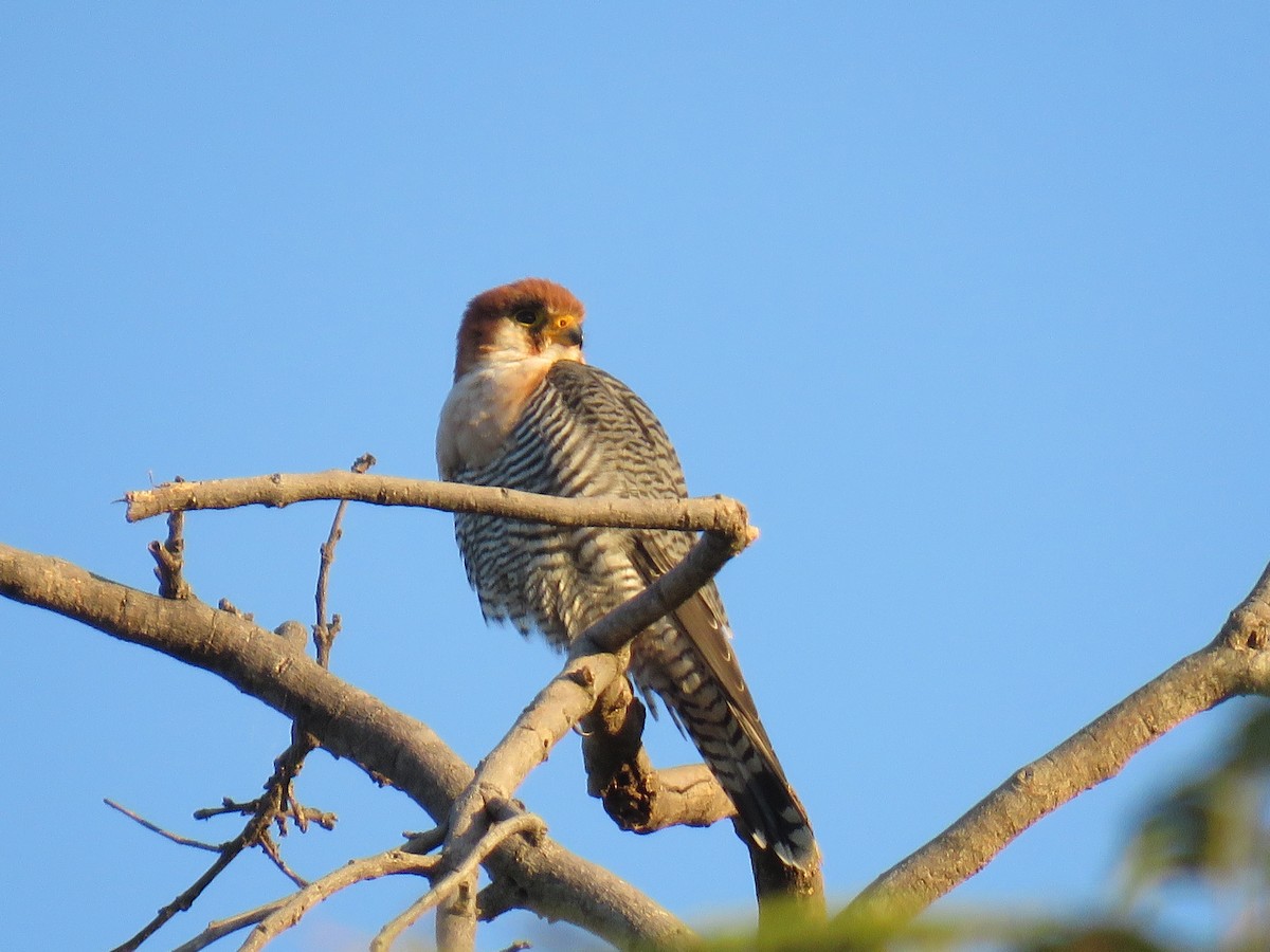 Red-necked Falcon - ML632910669