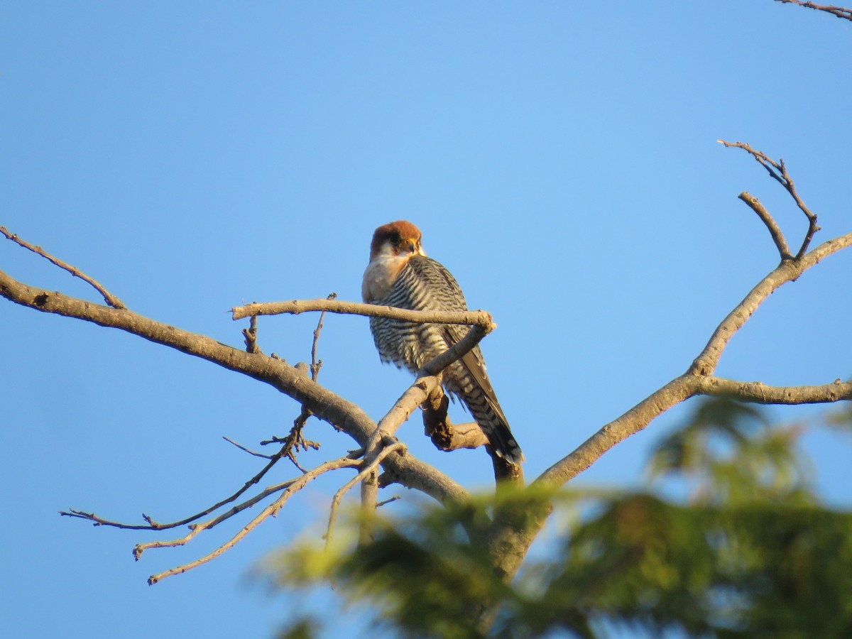 Red-necked Falcon - ML632910670