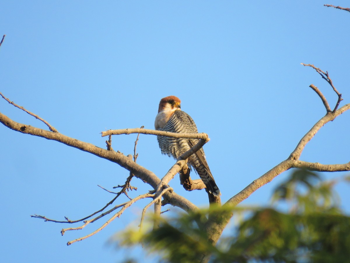 Red-necked Falcon - ML632910671