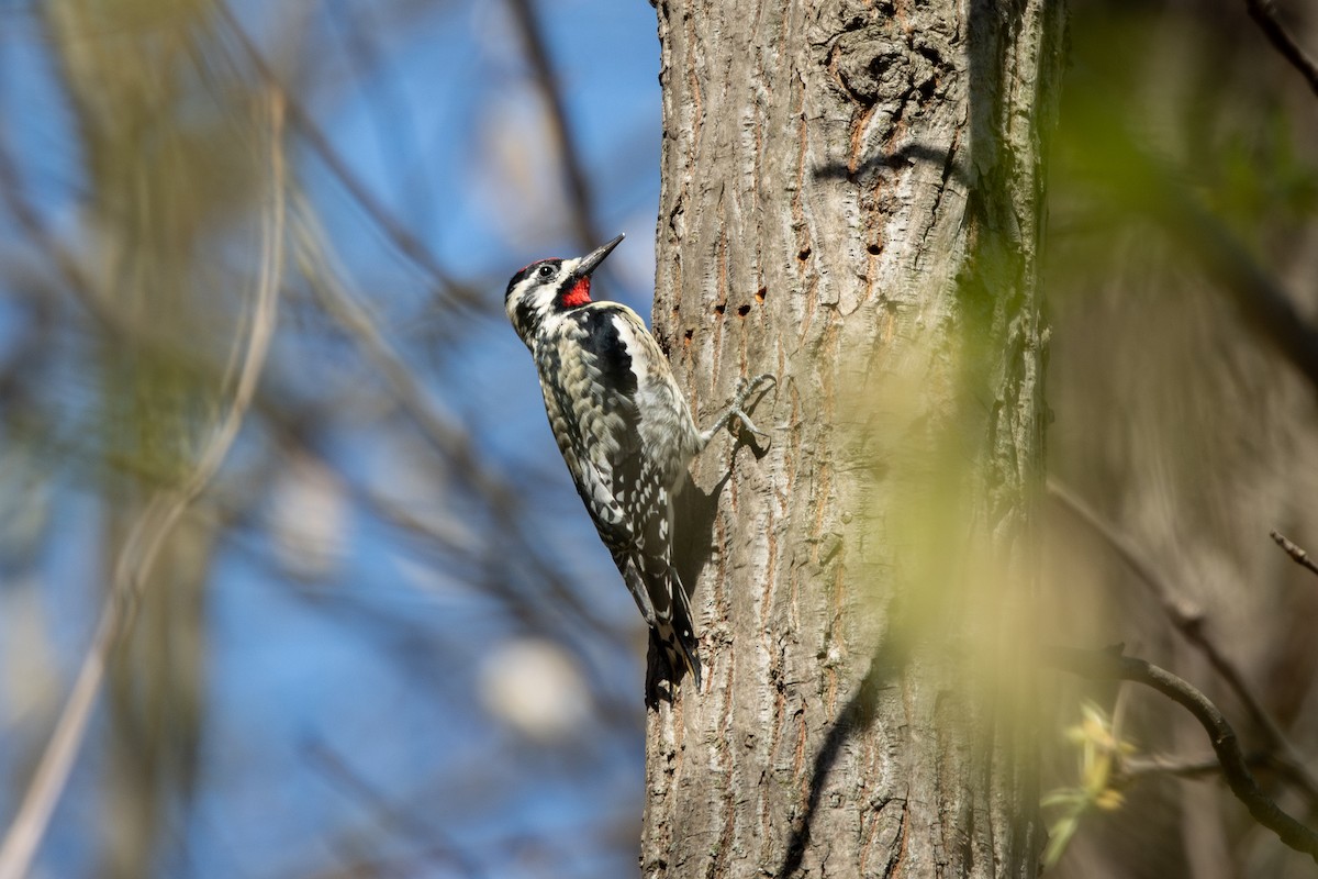Yellow-bellied Sapsucker - ML632910676