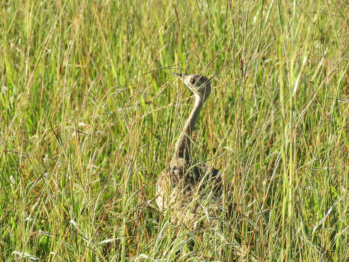 Black-bellied Bustard - ML632910686
