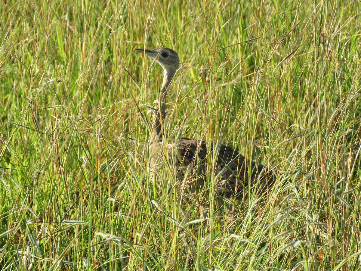 Black-bellied Bustard - ML632910687