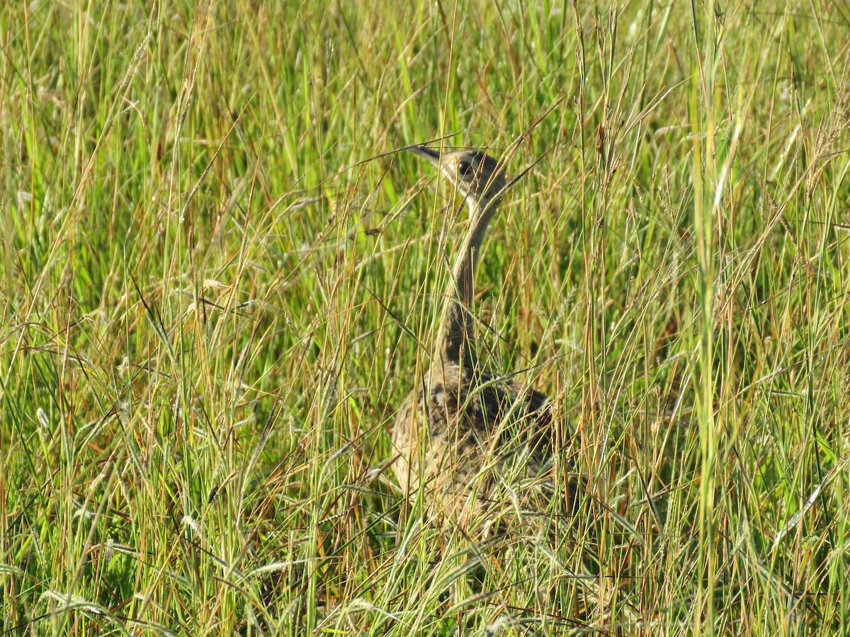 Black-bellied Bustard - ML632910688