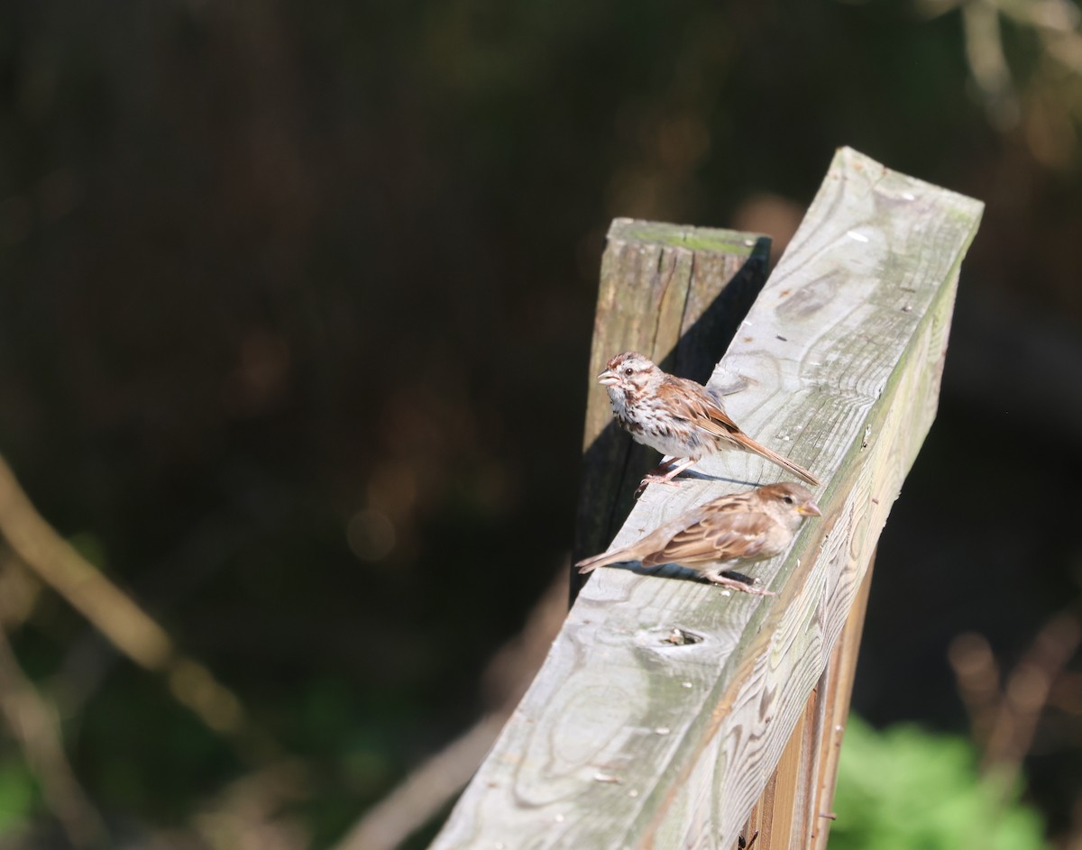 Song Sparrow - ML632910699