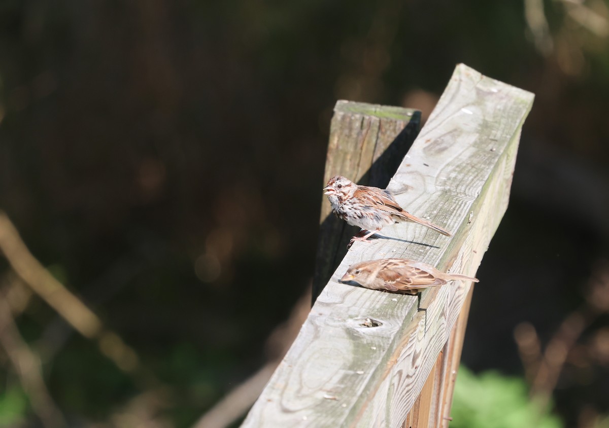 Song Sparrow - ML632910700