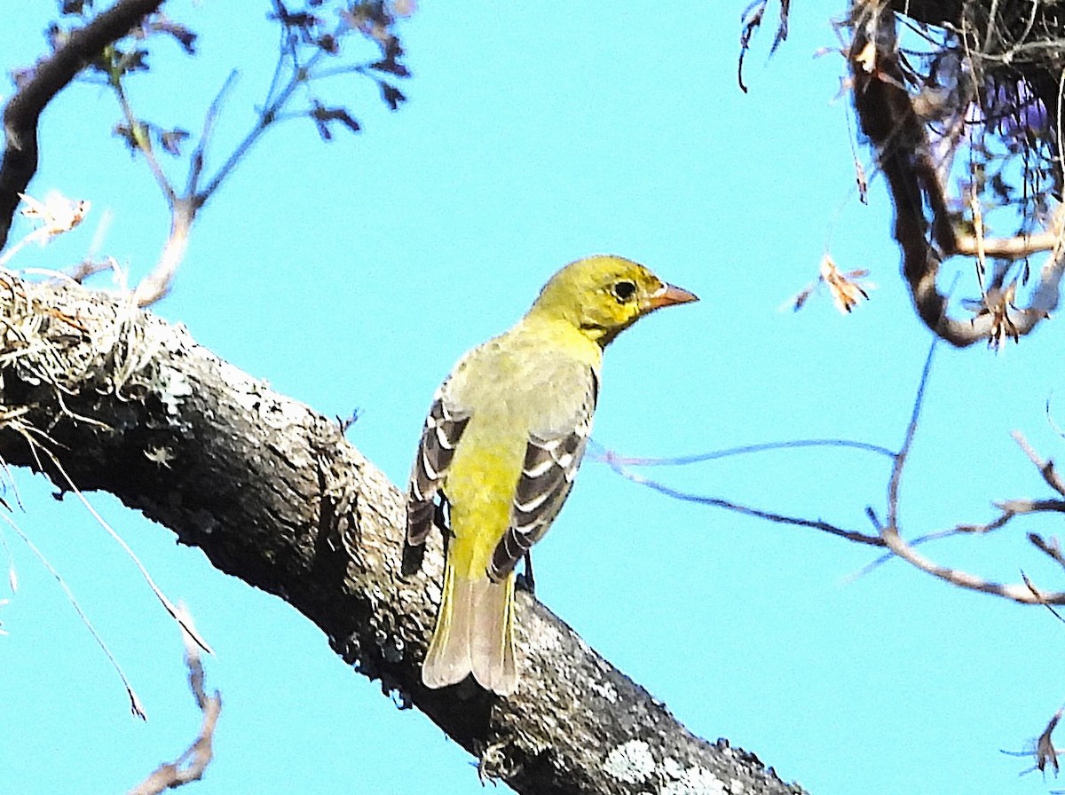 Western Tanager - ML632910718