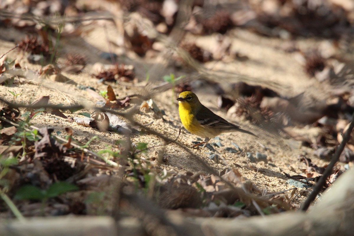 Pine Warbler - ML632910728