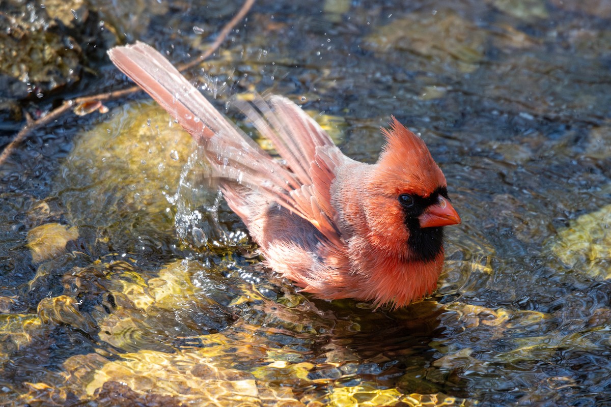 Northern Cardinal - ML632910753