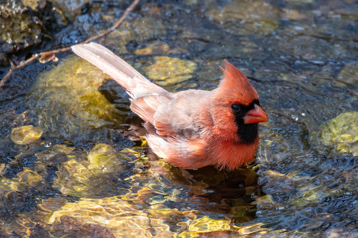 Northern Cardinal - ML632910756