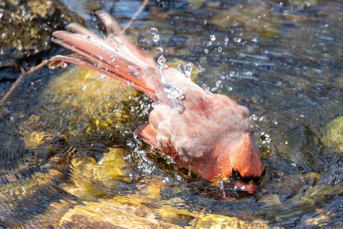 Northern Cardinal - ML632910761