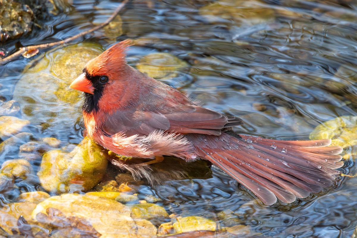 Northern Cardinal - ML632910765