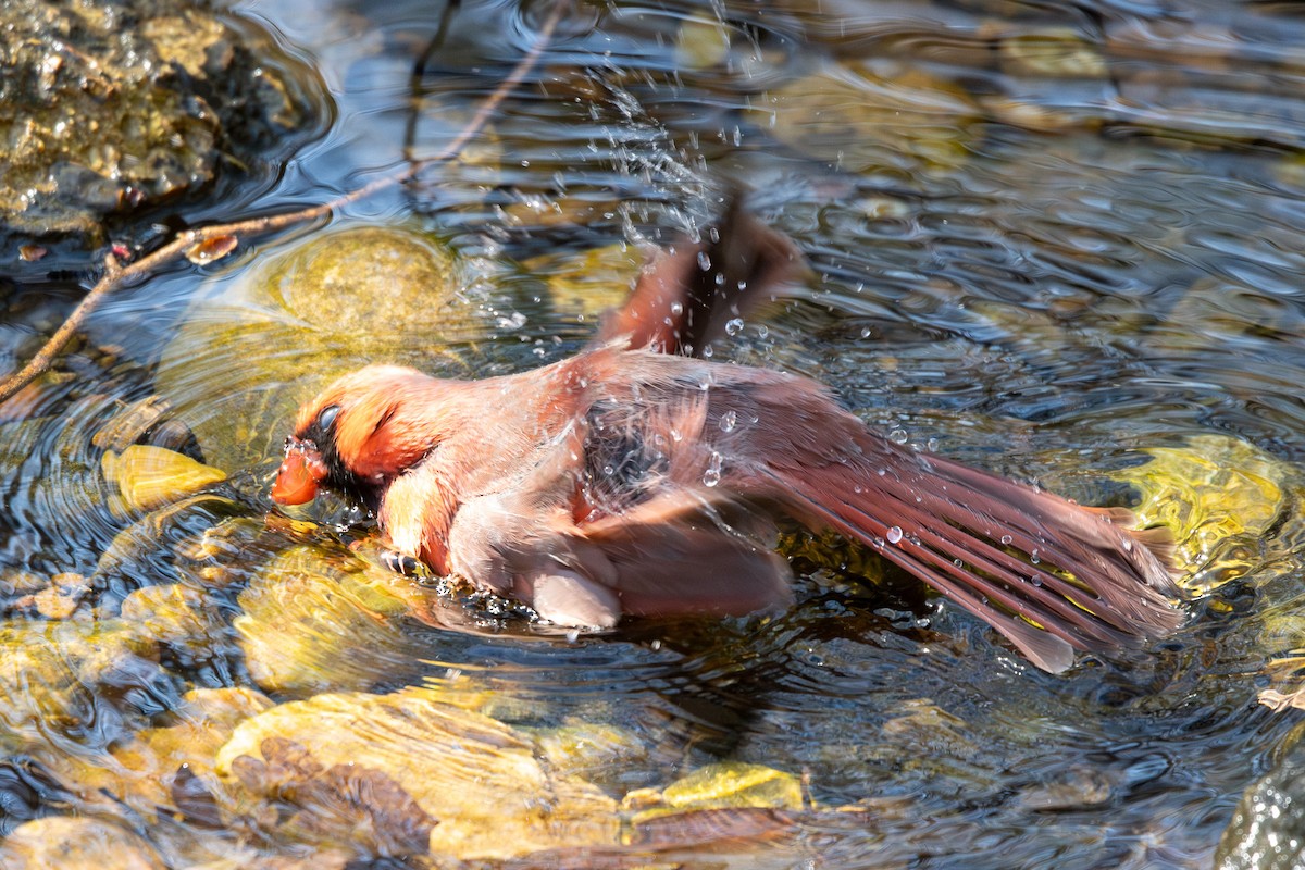 Northern Cardinal - ML632910767