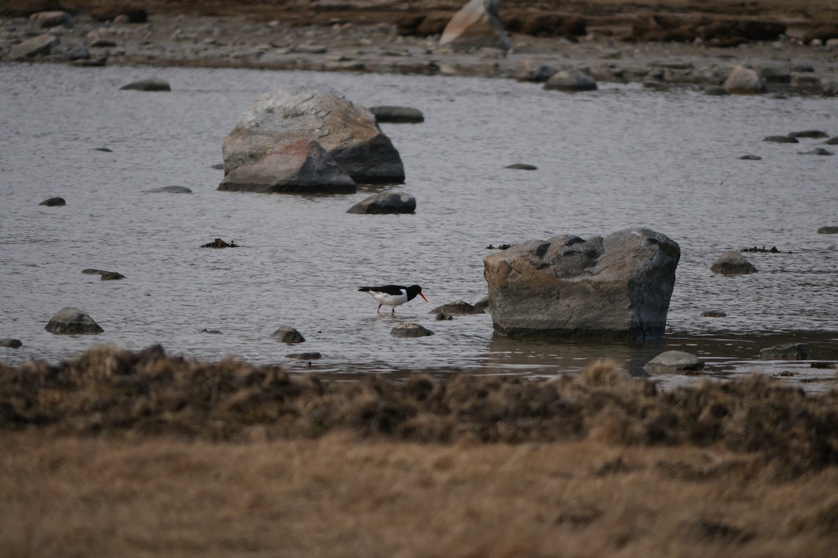 Алаг хясаач - ML632910768