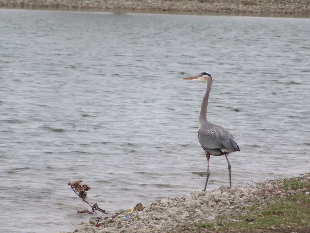 Great Blue Heron - ML632910770