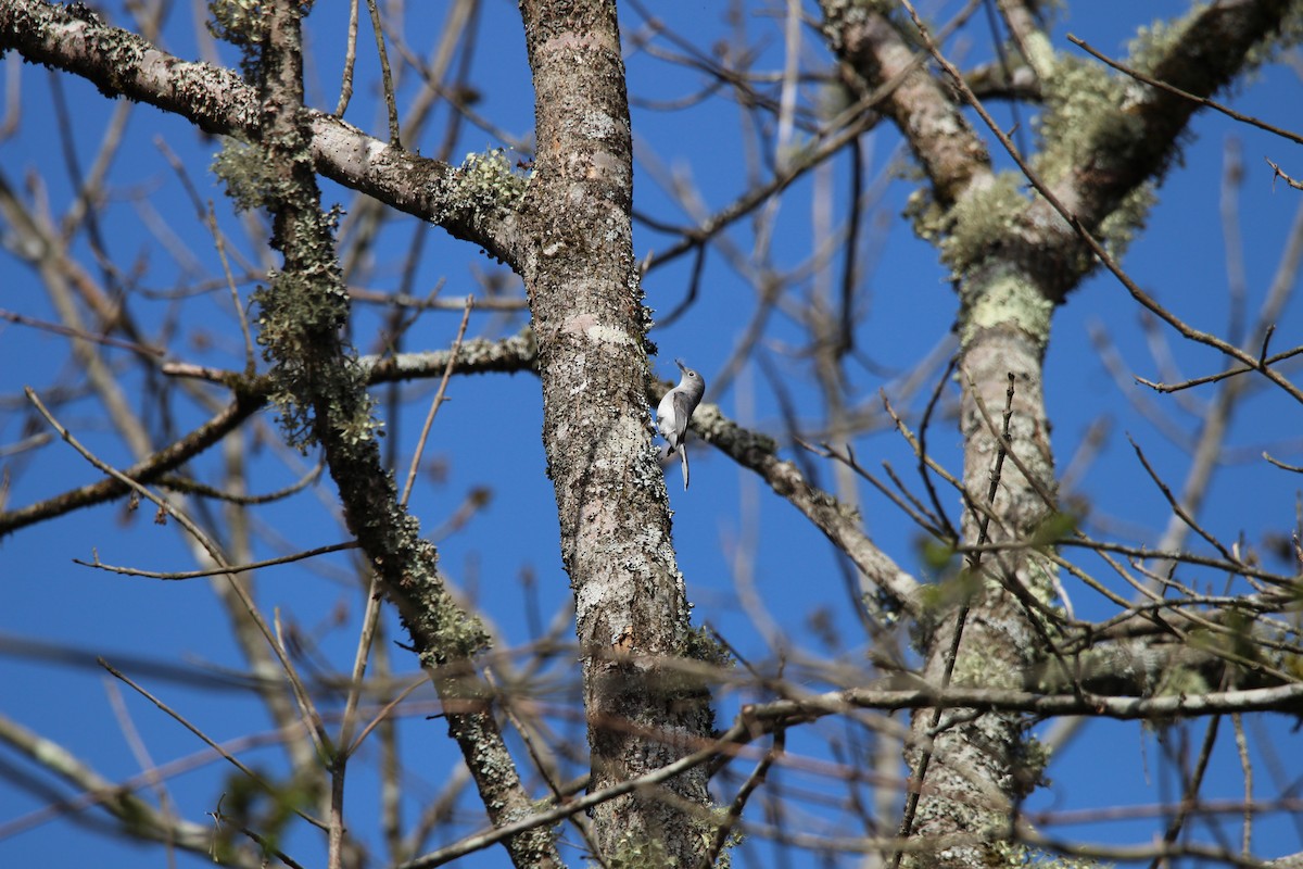 Blue-gray Gnatcatcher - ML632910824
