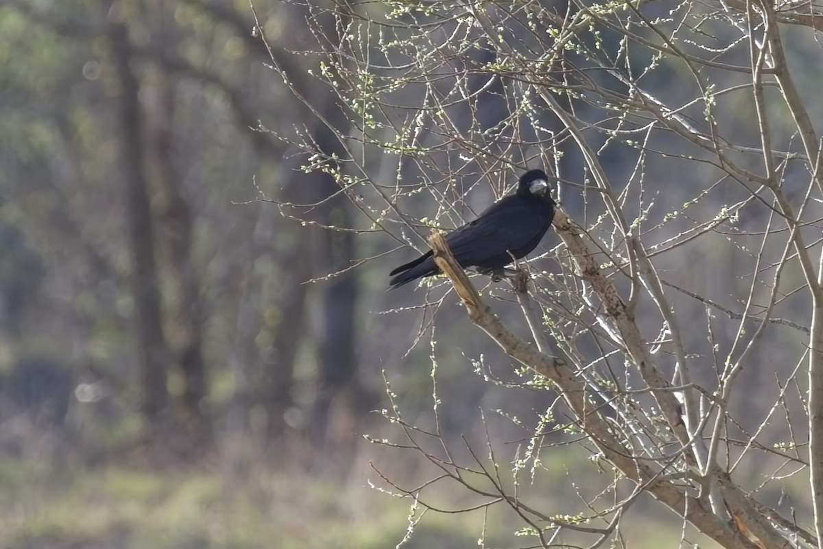 Rook - ML632910879
