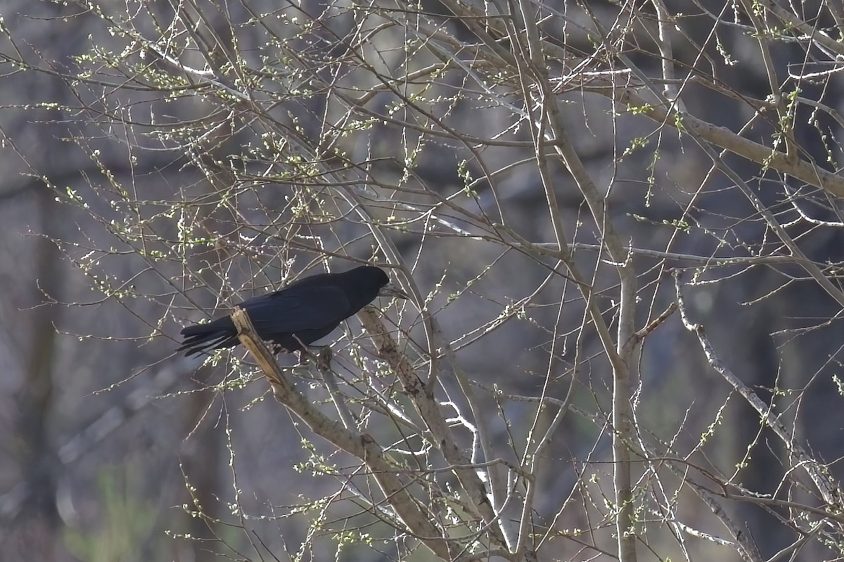 Rook - ML632910881