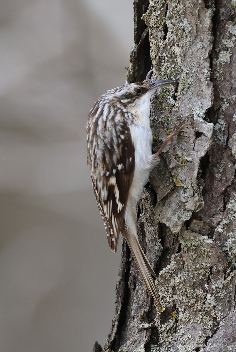 Brown Creeper - ML632910893