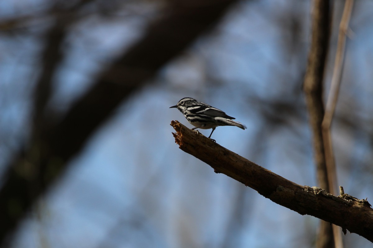 Black-and-white Warbler - ML632910935