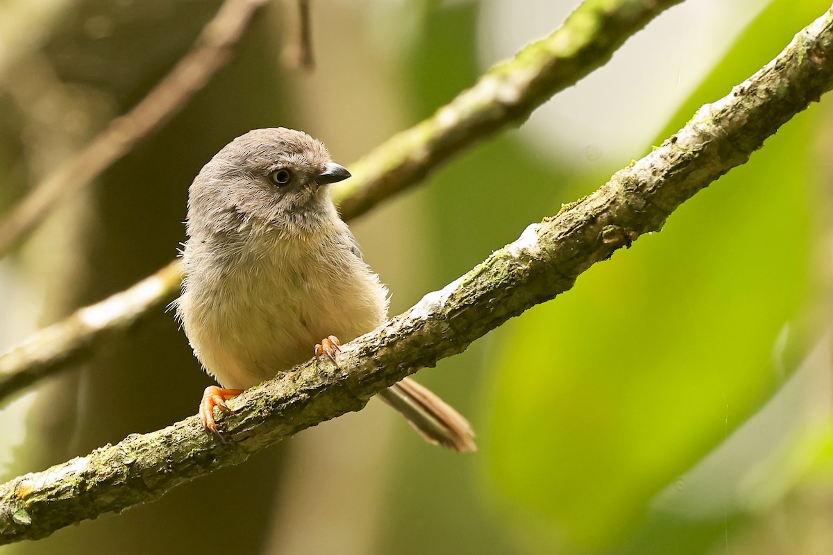 Pygmy Tit - ML632910948