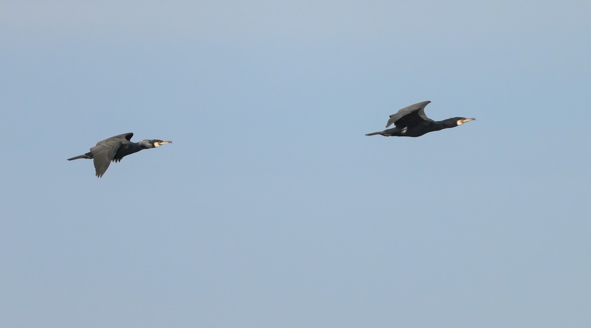 Тураг гогой - ML632910960