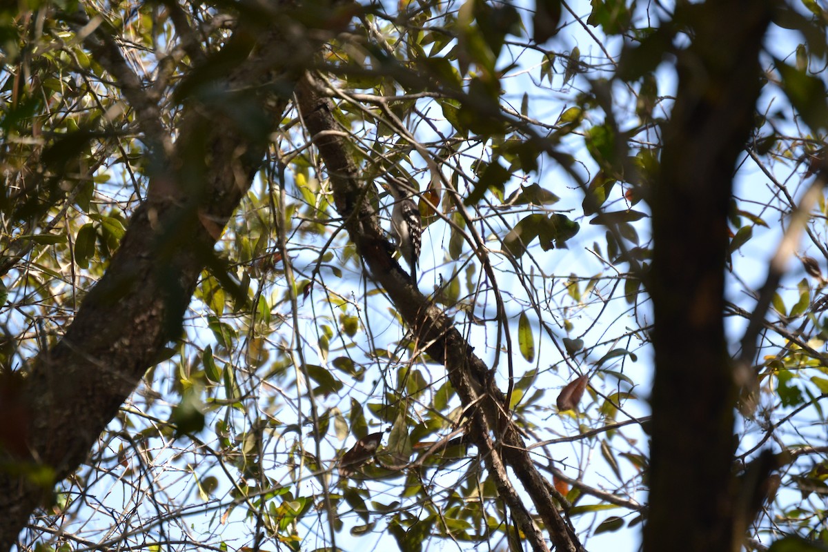 Hairy Woodpecker - ML632911310