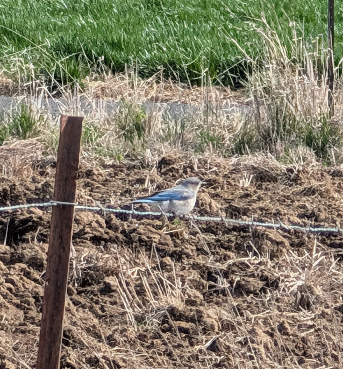Mountain Bluebird - ML632911350