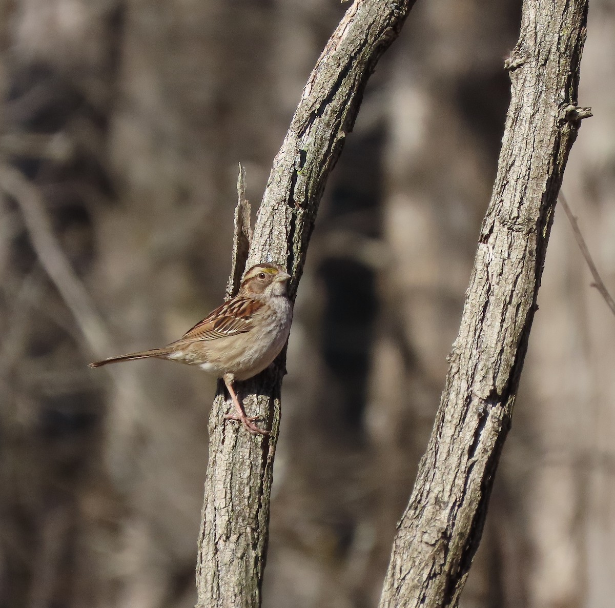 White-throated Sparrow - ML632911366