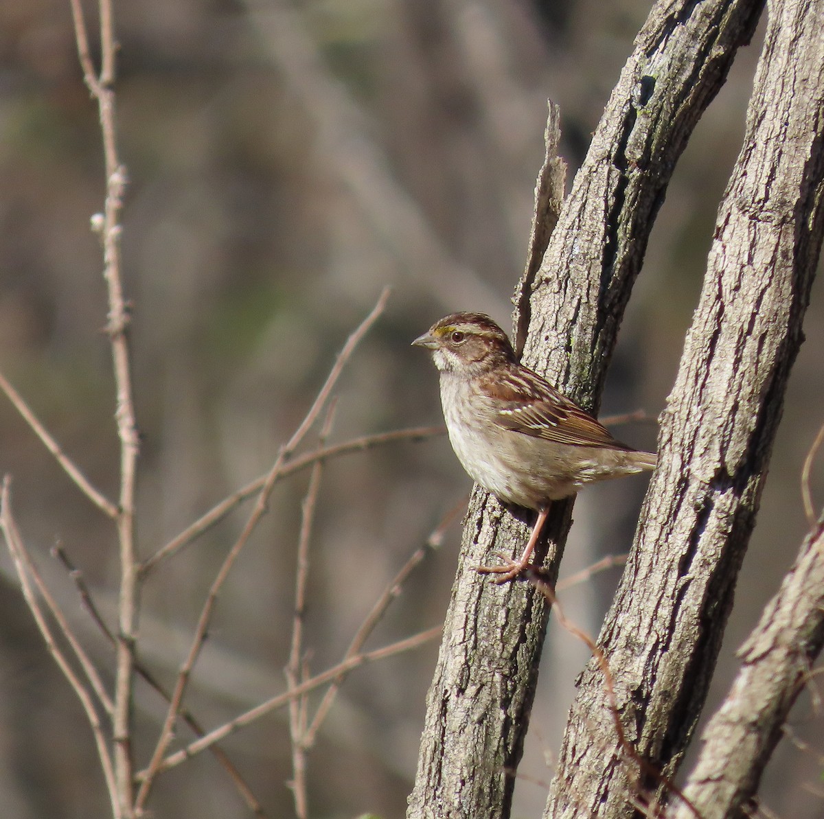 White-throated Sparrow - ML632911367
