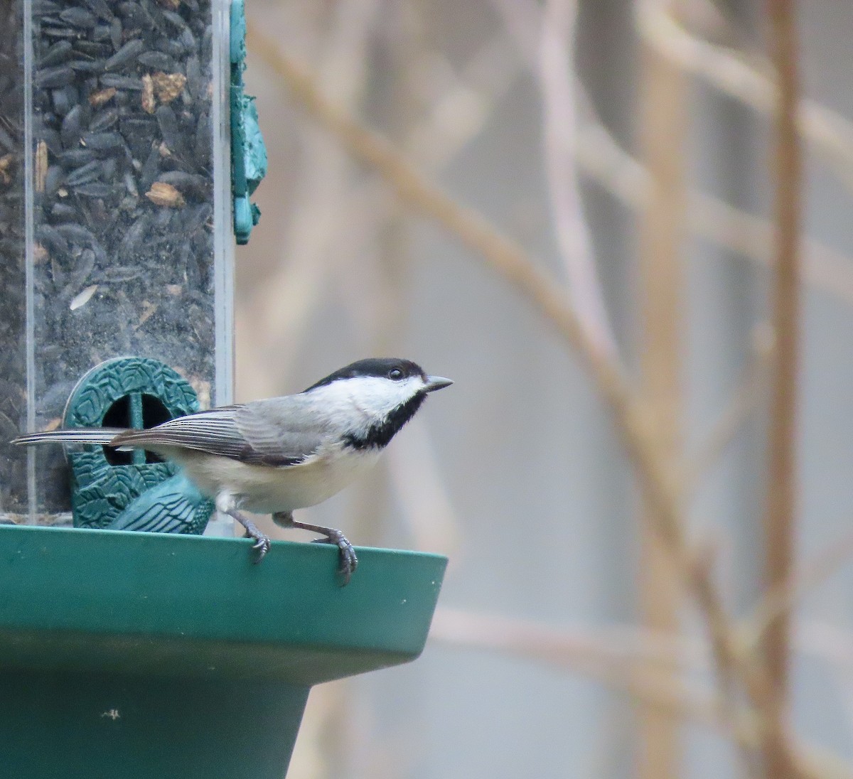 Carolina Chickadee - ML632911373