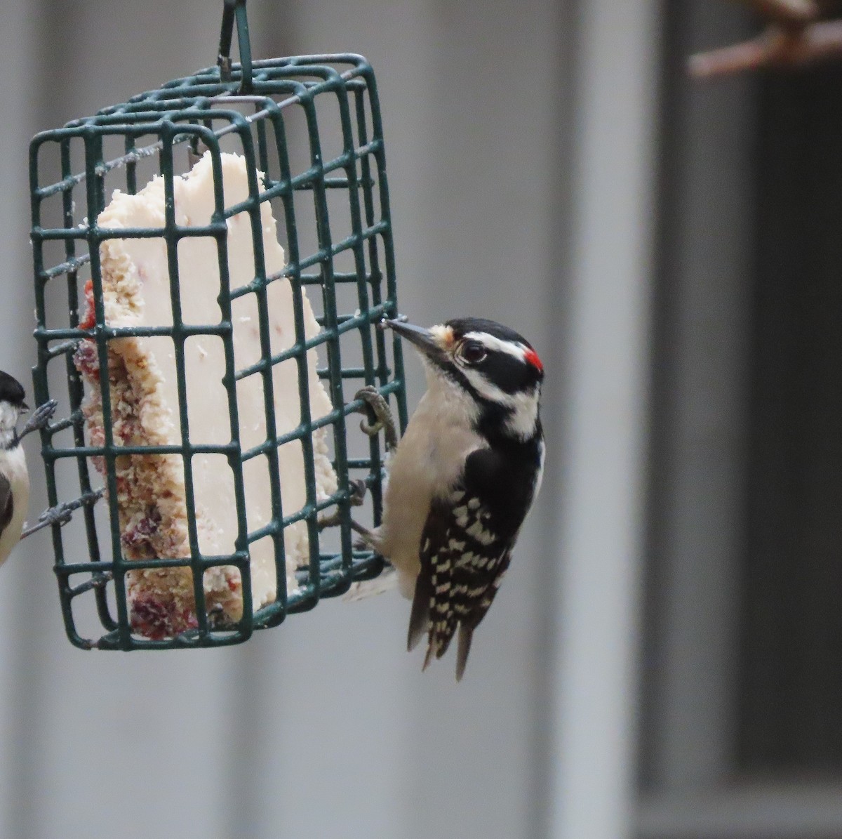 Downy Woodpecker - ML632911397