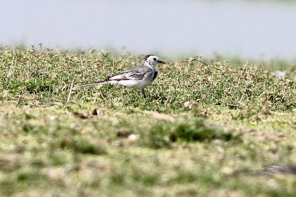 White Wagtail - ML632911401