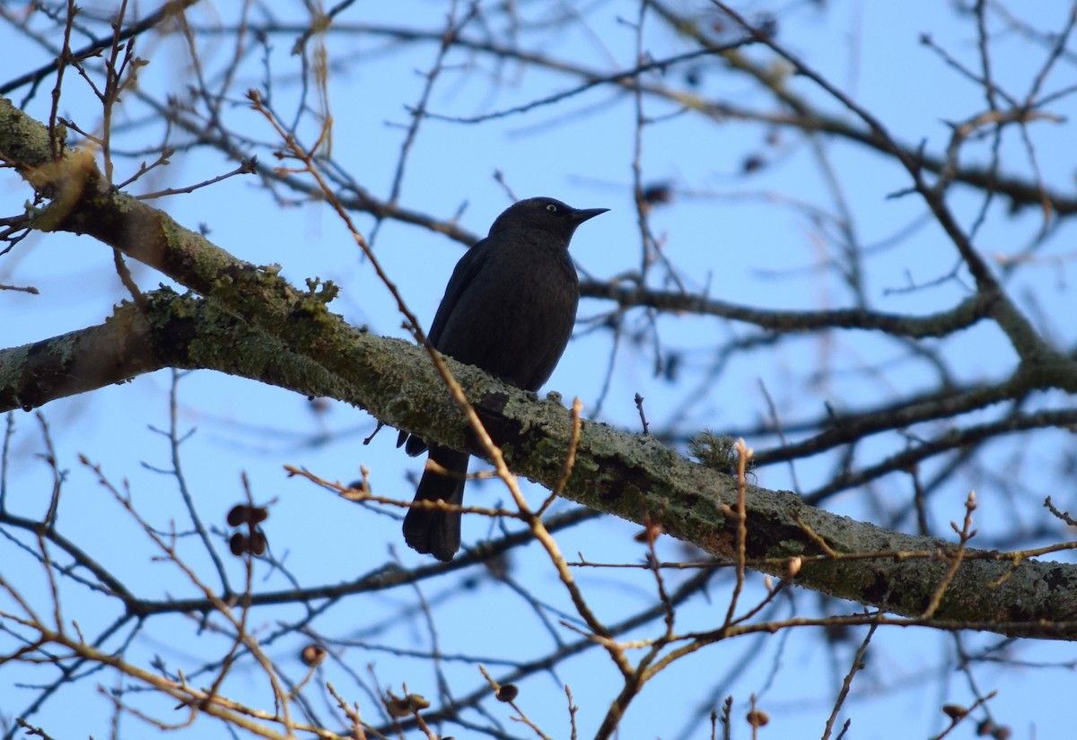 Rusty Blackbird - ML632911463