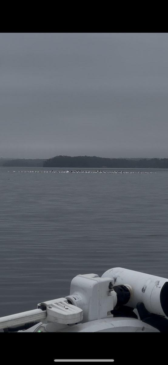 pelikán severoamerický - ML632911466