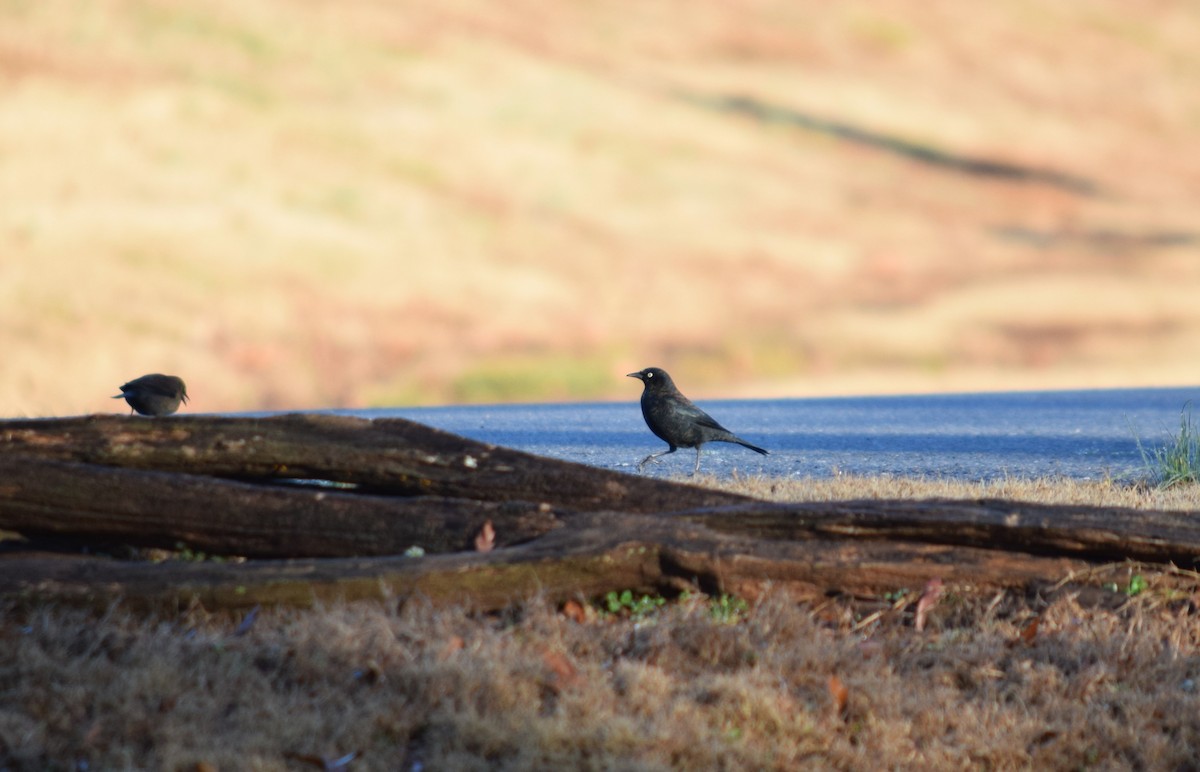 Rusty Blackbird - ML632911469