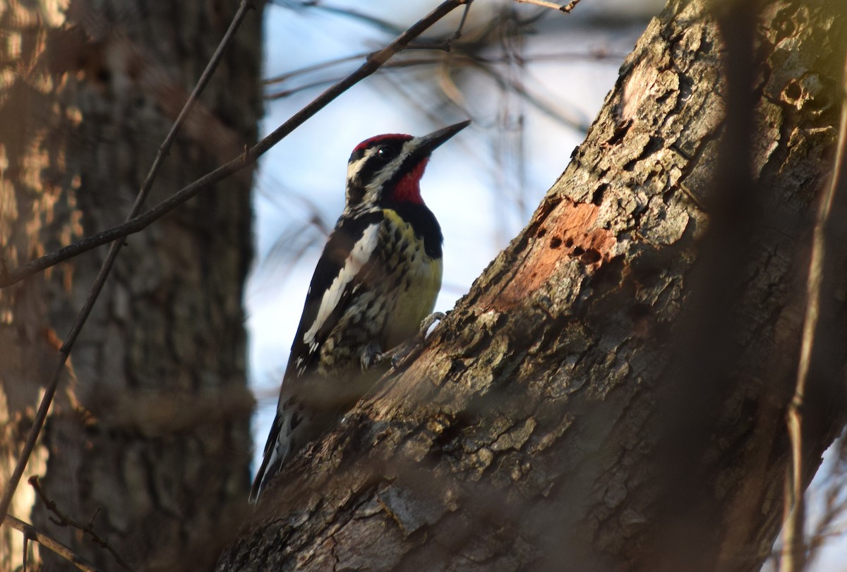 Yellow-bellied Sapsucker - ML632911516