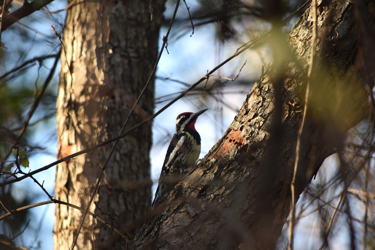 Yellow-bellied Sapsucker - ML632911532