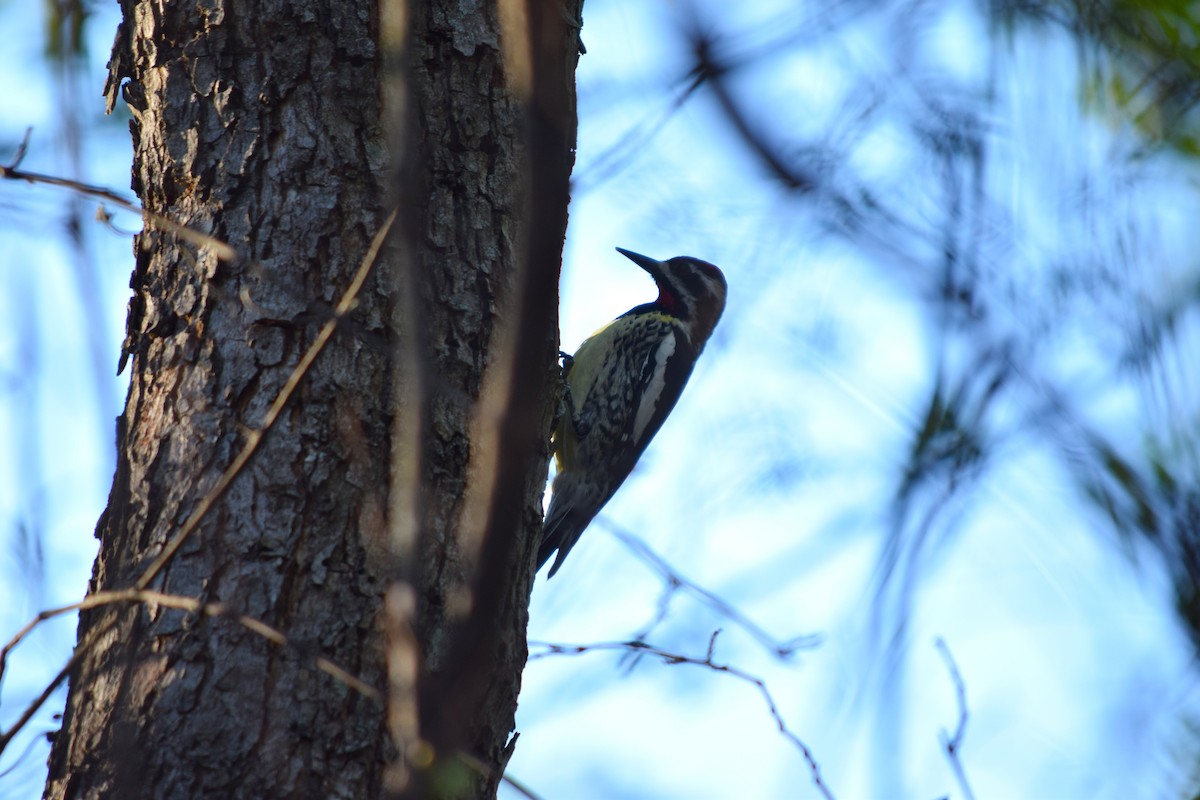 Yellow-bellied Sapsucker - ML632911536