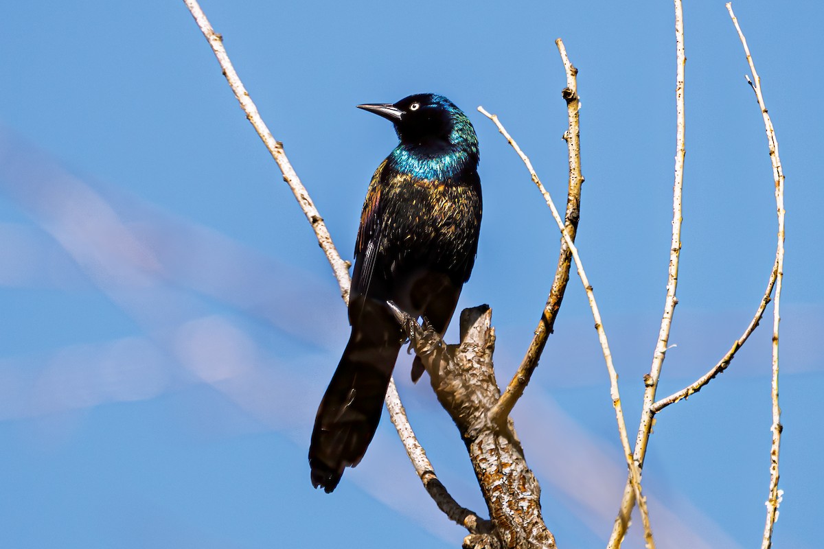 Common Grackle - ML632911556