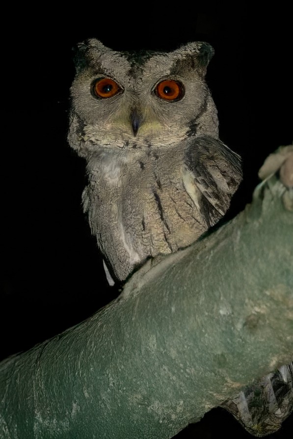 Сплюшка індійська - ML632911574