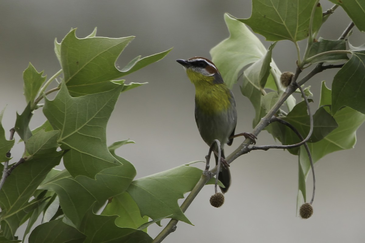 Rufous-capped Warbler - ML632911886