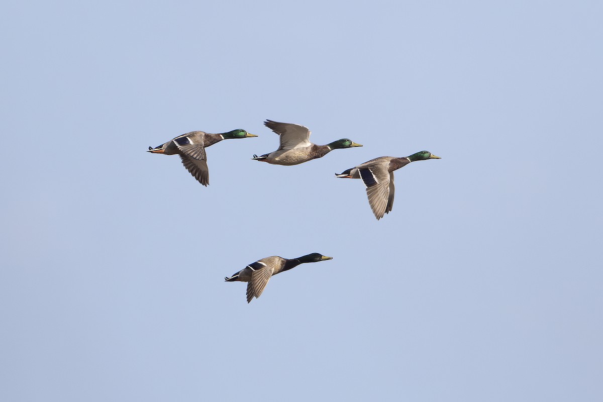 Mallard - ML632912039