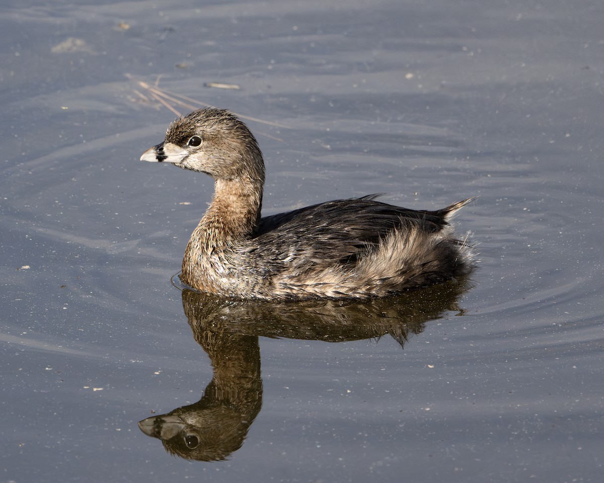 Pied-billed Grebe - ML632912044