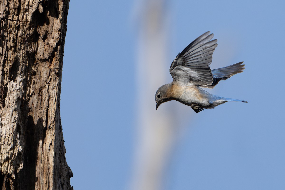 Eastern Bluebird - ML632912095