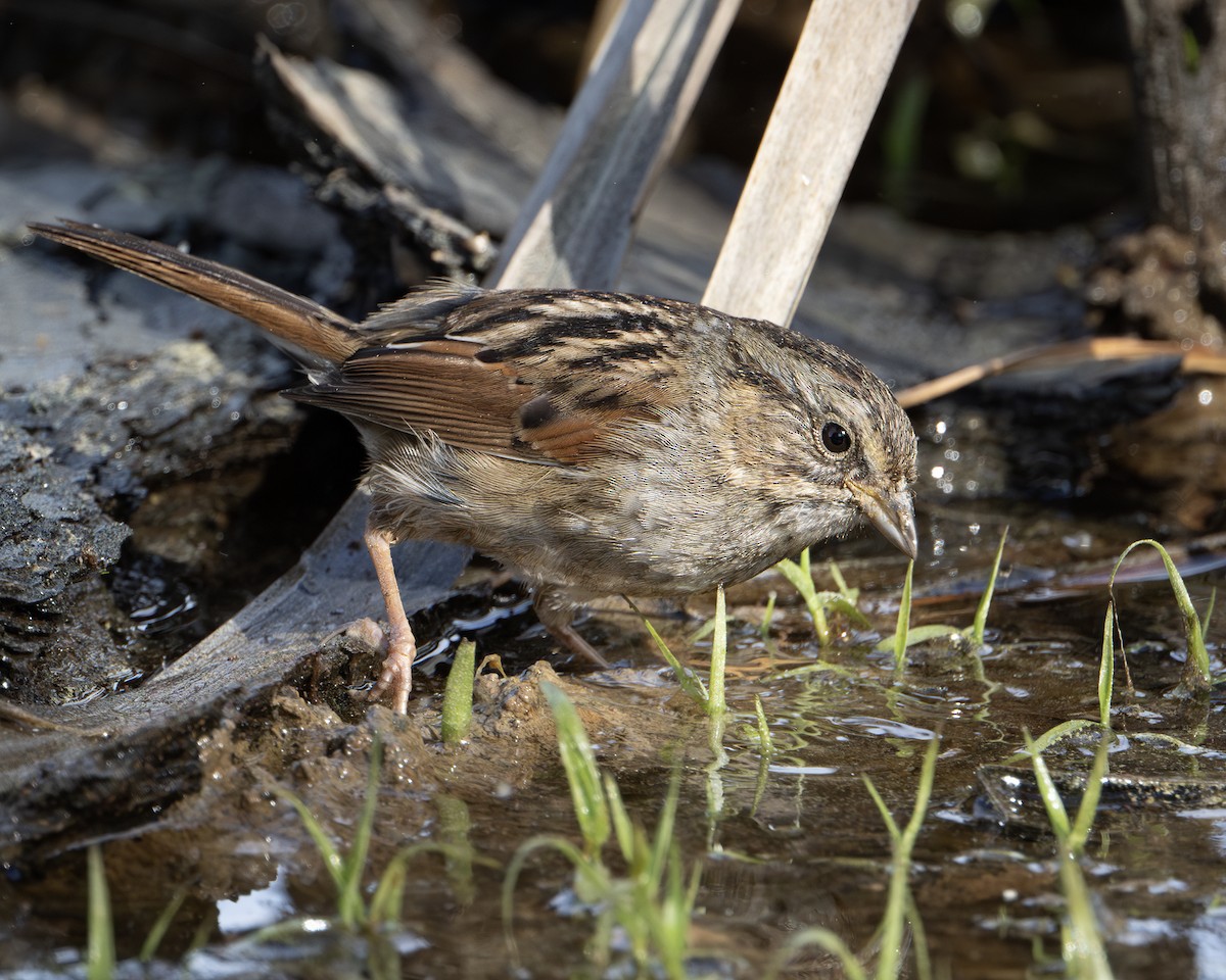 Swamp Sparrow - ML632912100